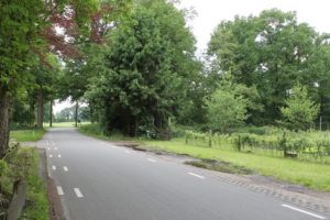 Rabattenbos
